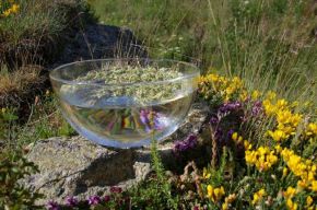 solarisation de fleurs de Bach