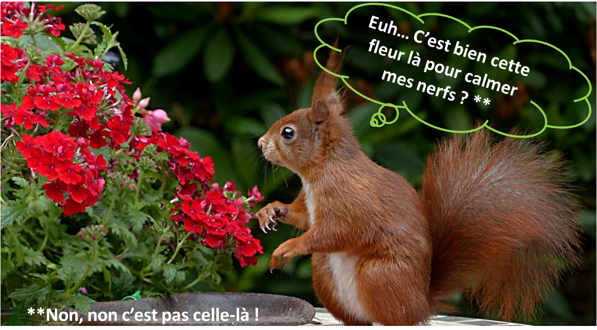 Un écureuil roux à la queue hérissée hypnotisé par un massif de géraniums rouges