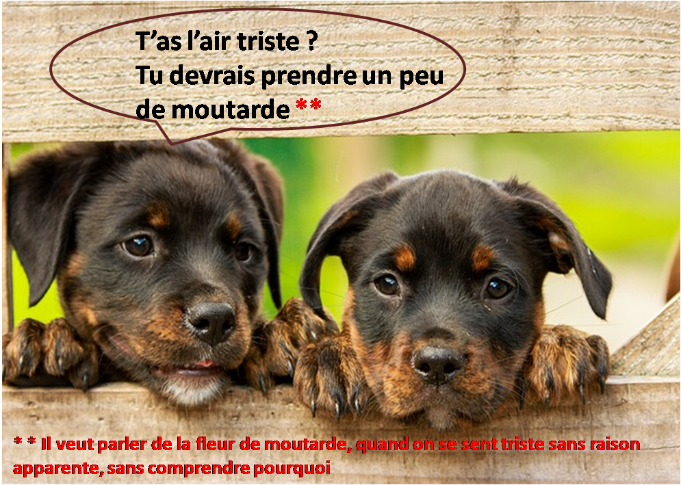 2 gueules de chiots de race Beauceron appuyés sur une barrière en bois le regard un peu triste