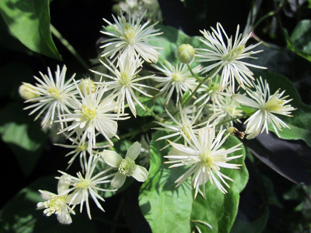En gros plan, des fleurs blanches au cœur jaune pâle appelées Clematis ou Clématite.