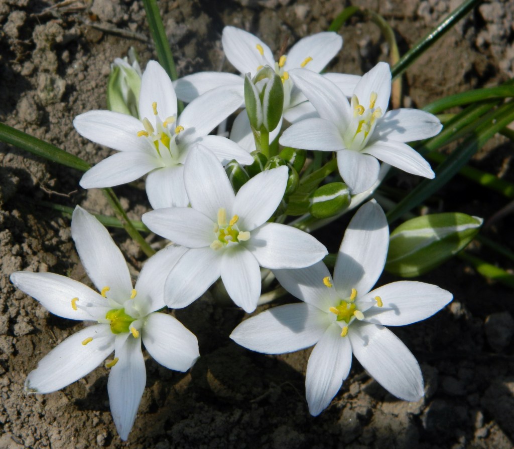En gros plan des fleurs blanches appelées étoiles de Bethleem ou Star of Bethlehem