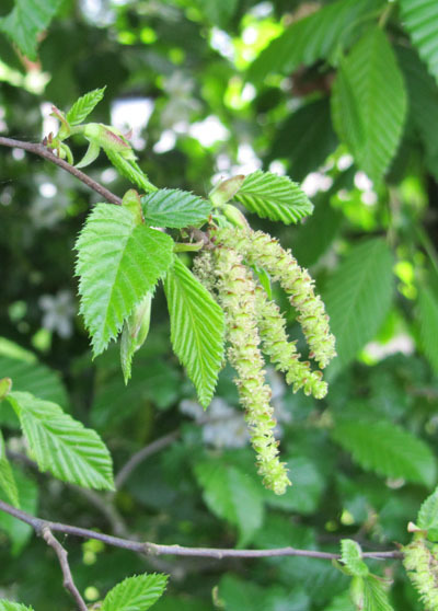 Contre la procrastination