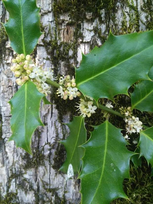 Je crève de jalousie