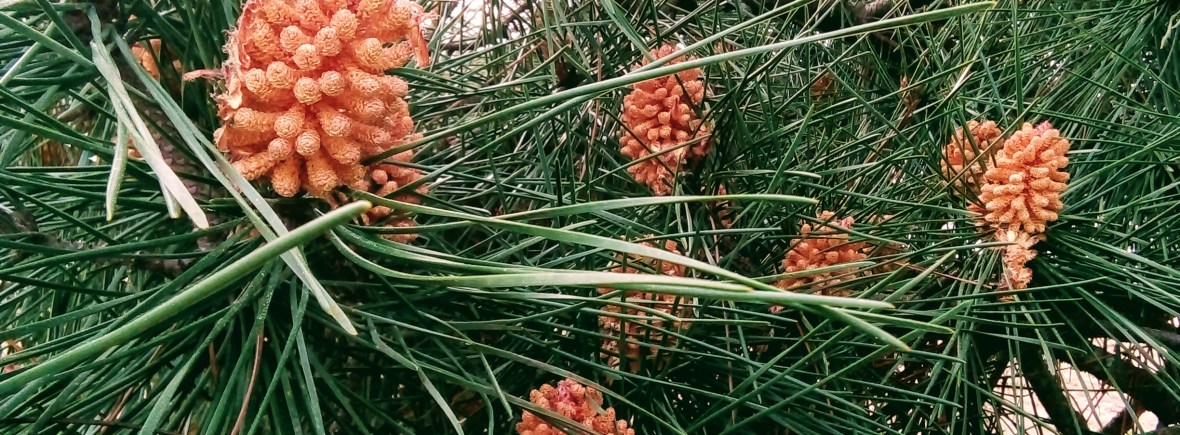 Autour du lac de Hossegor, mon ami le pin sylvestre