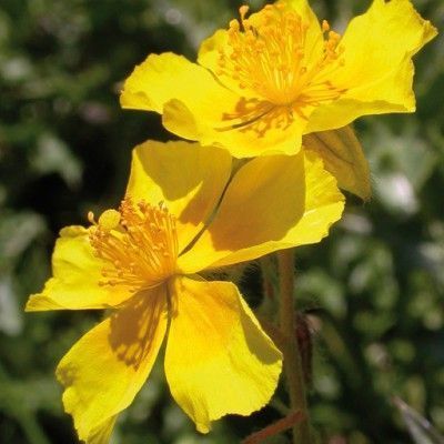 En gros plan, 2 fleurs jaunes dorées à 5 pétales fripées appelées Hélianthème ou Rock Rose