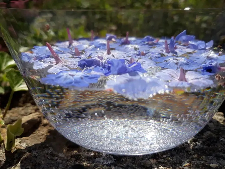 préparation d'un élixir de chicorée