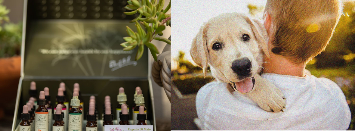 un adolescent porte un chiot blanc, un coffret de fleurs de Bach