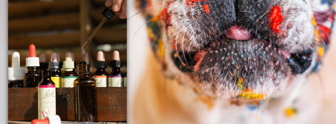 Un bouledogue plein de tâches de peinture et un coffret de fleurs de Bach